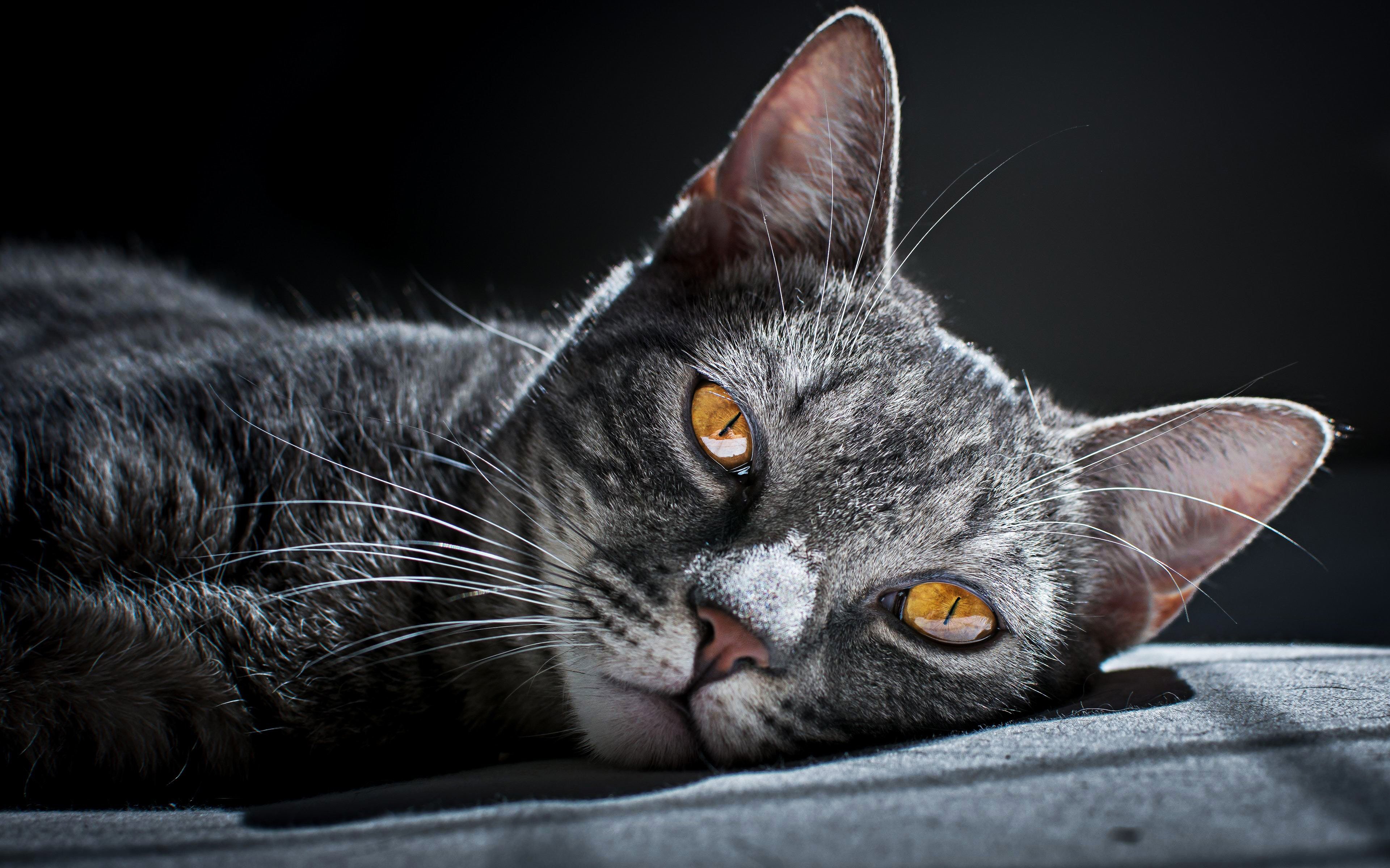 Descargar fondos de pantalla 4k, Gato Siberiano, close-up, el gato gris,  mascotas, un gato con ojos amarillos, simpáticos animales, gatos monitor  con una resolución 3840x2400. Imagenes de escritorio