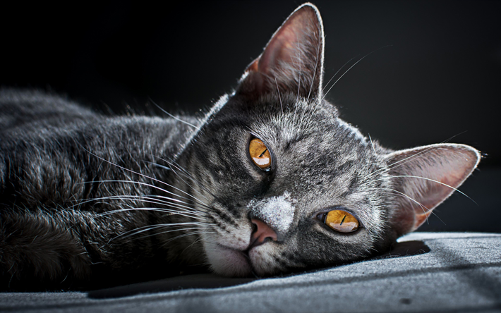 4k, Gato Siberiano, close-up, gato cinzento, animais de estima&#231;&#227;o, gato com olhos amarelos, animais fofos, gatos