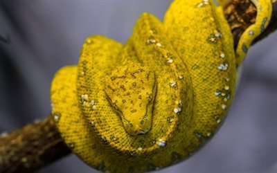 python, snake, yellow snake, branch