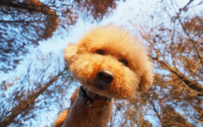 Poodle, little curly dog, brown puppy, pets, cute animals