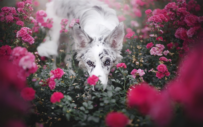 Border Collie, flores, animais de estima&#231;&#227;o, animais fofos, cachorros, Border Collie Dog