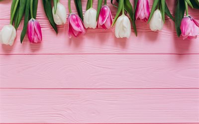 tulipas cor-de-rosa, cor-de-rosa de madeira de fundo, tulipas brancas, flores da primavera, floral de fundo