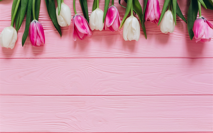 Download wallpapers pink tulips, pink wooden background, white tulips ...