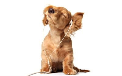 golden retriever, headphones, small labrador, puppy, cute puppies, pets, labradors, dogs, retriever