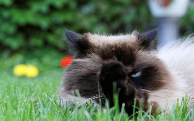 Burmese cat, green grass, cute animals, breeds of fluffy cats, beautiful cats