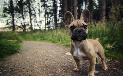 french bulldog, forest, pets, dogs, puppy, cute animals, bulldogs