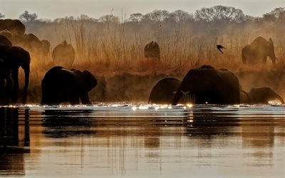los elefantes, el lago, por la ma&#241;ana, &#193;frica, el riego, la fauna, la manada de elefantes, niebla