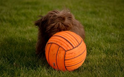 Bobtail, brown puppy, ball, breeds of long-haired dogs, cute animals, small dog