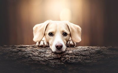 Labrador cachorro peque&#241;o, lindo perro, valla, mascotas, perro perdiguero