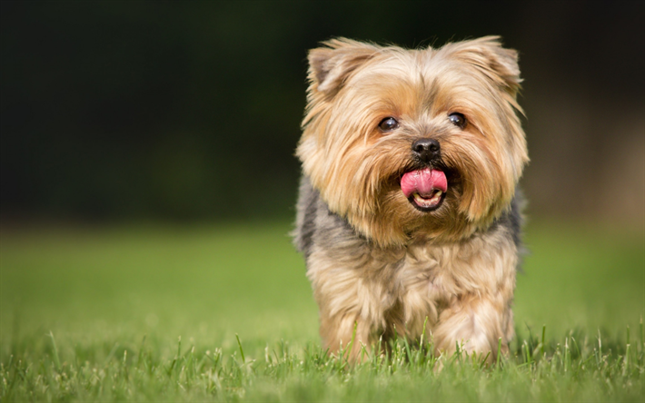 Yorkshire Terrier Dog, lawn, running dog, cute animals, pets, dogs, Yorkshire Terrier
