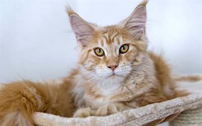 ginger cat, Maine Coon, grandes e macias gato, animais de estima&#231;&#227;o, animais fofos gatos