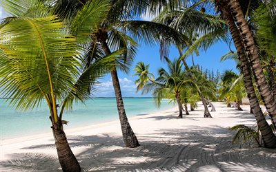 tropical island, beach, Bahamas, palm trees, sand, summer travel, ocean