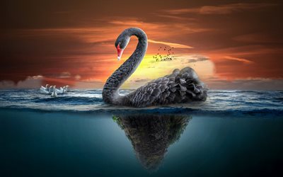 4k, black swan, sea, underwater world, ducks, swans