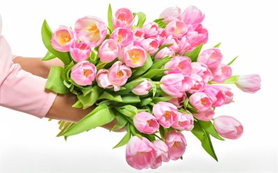 tulipani rosa, grande bouquet in mano, tulipani, primavera, fiori rosa, fiori in mano