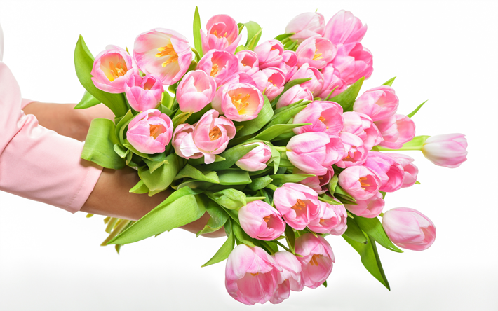 vaaleanpunainen tulppaanit, iso kimppu k&#228;siss&#228;, tulppaanit, kev&#228;&#228;ll&#228; vaaleanpunaiset kukat, kukkia k&#228;siss&#228;