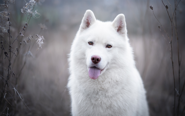 Download wallpapers white swiss shepherd dog, beautiful white dog, pets ...