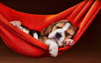 Beagle puppy, sleeping dog, pets, dogs, sunset, small beagle, cute animals, beagle, dog in hammock, Beagle Dog