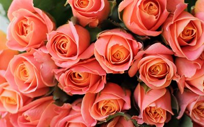 roses lilas, bouquet de roses, bourgeons de roses lilas, roses, fond avec des roses roses, fond pour carte de voeux