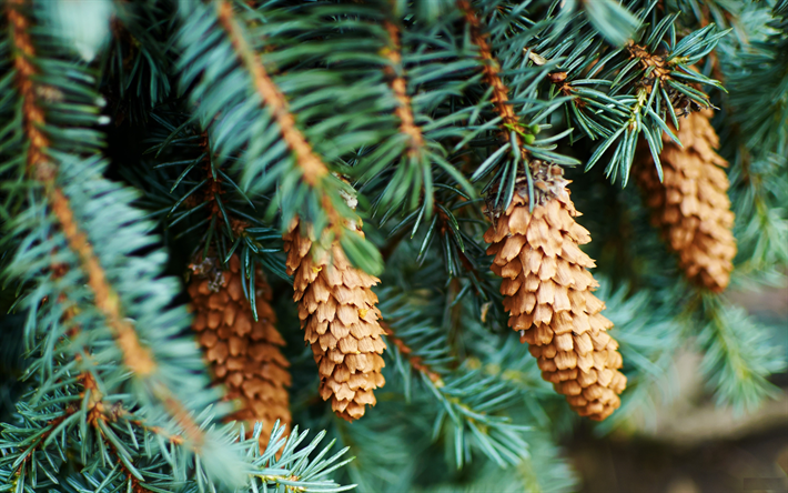 cones on the trees, needles, cones, environment, needles branches