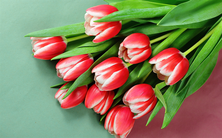 tulipanes rojos y blancos, primavera, fondo con tulipanes, tulipanes rojos, flores de primavera, tulipanes