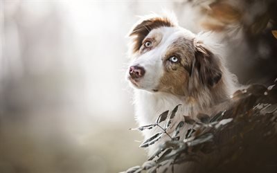 Australian Shepherd Dog, Aussie, vit brun hund, gr&#229; &#246;gon, husdjur