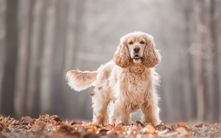 Cocker Spaniel, beige curly dog, pets, cute animals, dogs