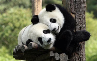 pandas, jardim zool&#243;gico, animais fofos, ursos, Ailuropoda