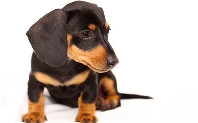 Dachshund Dog, pets, black dachshund, puppy, dogs, cute animals, Dachshund