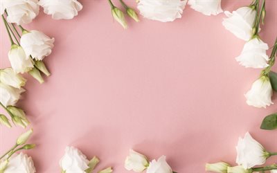 white roses, pink background, flower frame, roses, template for greeting card, eustoma