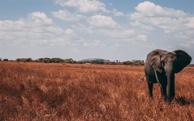 elefante, 4k pradera, estepa africana, de la sabana, &#193;frica, fauna, Loxodonta africana