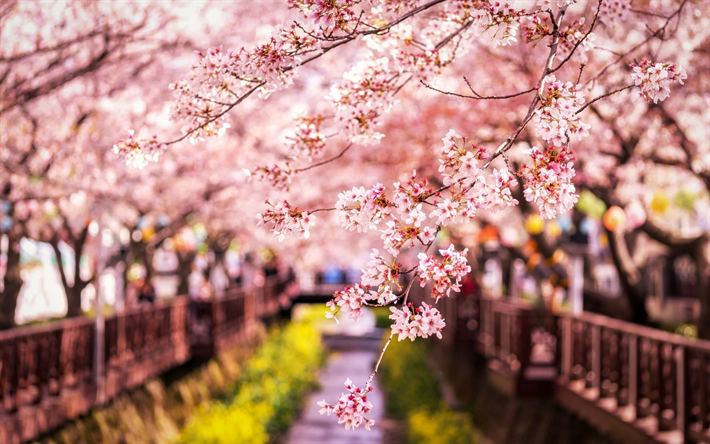 spring, sakura, Japan, cherry branches, spring landscape, cherry orchard