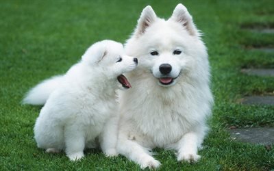 Samoyed C&#227;o, m&#227;e e filhote, filhote de cachorro, cachorros, animais fofos, branco c&#227;es, animais de estima&#231;&#227;o, Samoyed