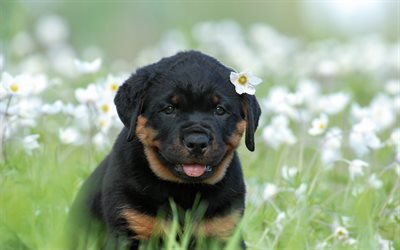 Perro Rottweiler, flores, cachorro, mascotas, perros, animales lindos, Rottweiler