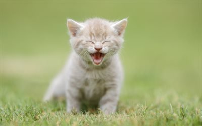 cinza pequeno gatinho, grama verde, animais de estima&#231;&#227;o, pequeno gato, raiva, gatinho