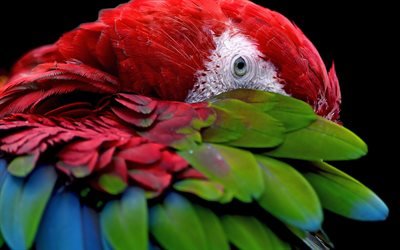Red-and-green macaw, red parrot, macaw, green wings, beautiful red bird, parrots, Ara chloroptera