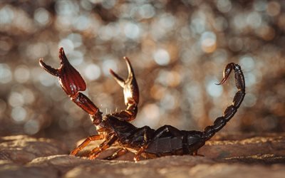 scorpion, dangerous animals, desert, Africa, arachnids, Scorpiones