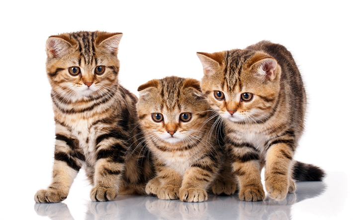 Scottish Fold cat, little kittens, 4k, cute animals, trio, cats