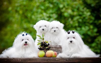 マルタ, 4k, かわいい動物たち, 描犬, 白い犬, ペット, 犬, マルタの犬