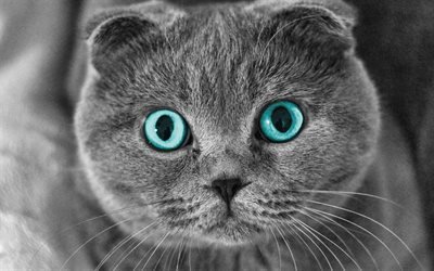 Scottish Fold, olhos azuis, focinho, animais de estima&#231;&#227;o, gatos, animais fofos, o gato dom&#233;stico, Scottish Fold Gato