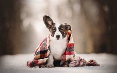 Welsh Corgi, perrito, nieve, poco lindo perro, cachorros, mascotas
