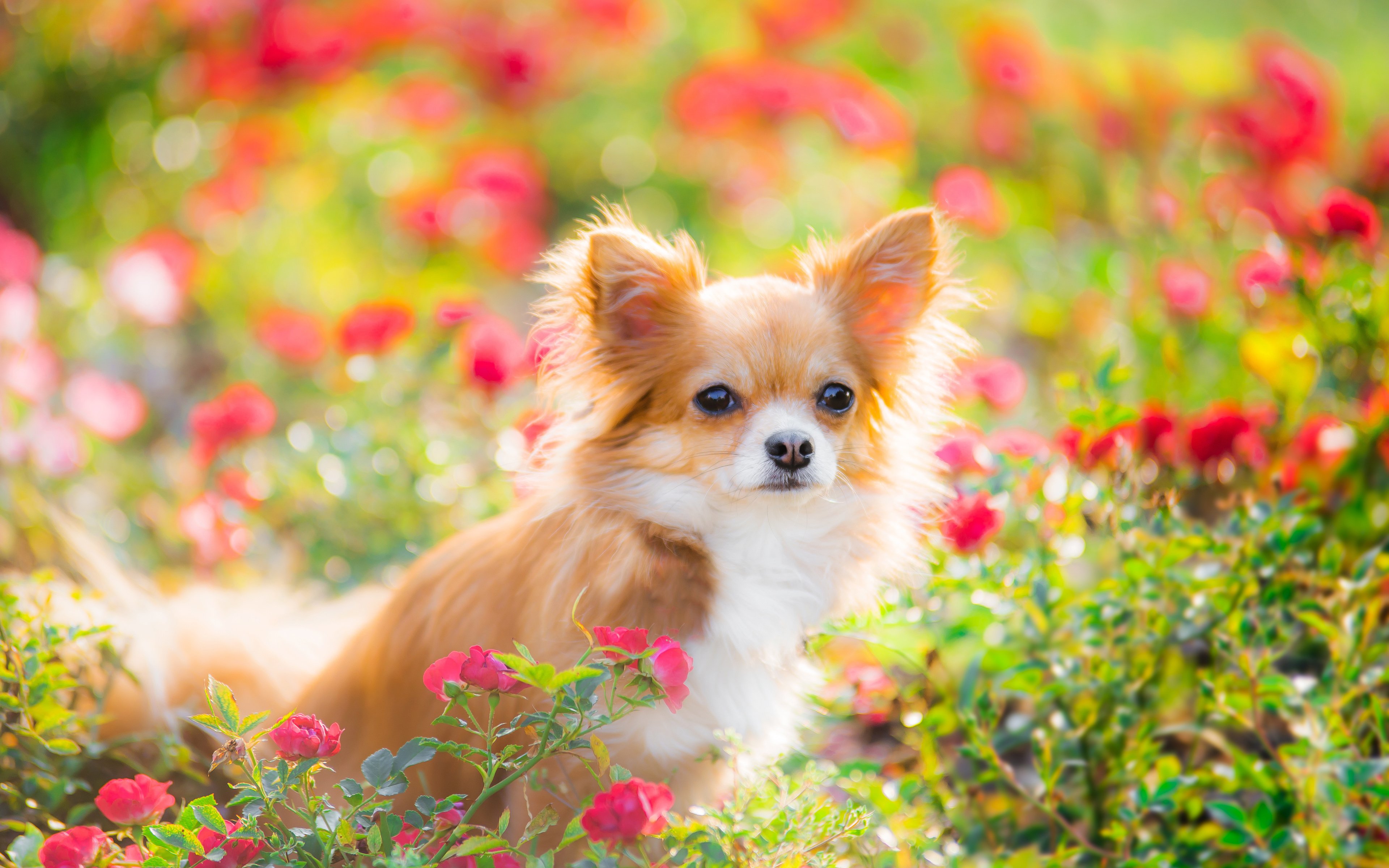 Download wallpapers Chihuahua, 4k, pets, dogs, flowers, cute animals