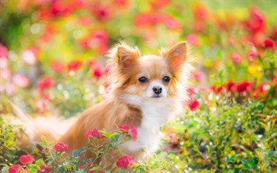 Chihuahua, 4k, animali domestici, animali, fiori, Cane Chihuahua