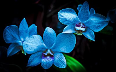 blue orchids, macro, blue flowers, flora, orchids on black background, Orchidaceae, orchids