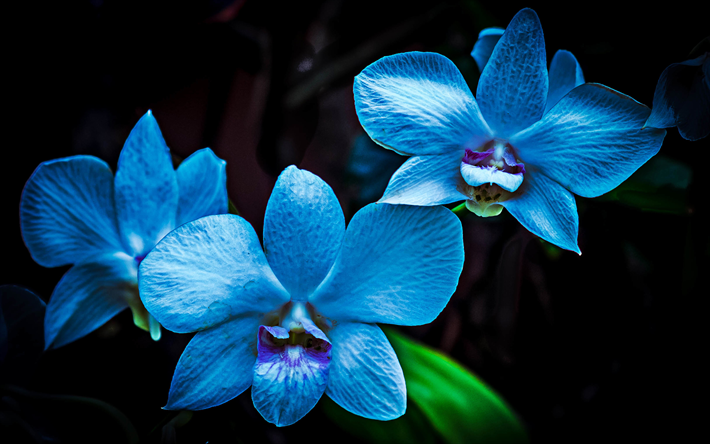 blu orchidee, macro, fiori blu, flora, orchidee su sfondo nero, Orchidaceae, orchidee