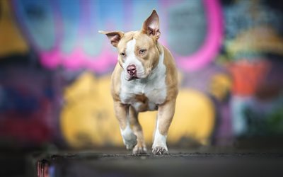 american staffordshire terrier, cachorro, blanco-marr&#243;n del perro, mascotas, perros