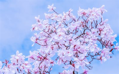 magnolia, rosa v&#229;rens blommor, magnolia grenar, v&#229;ren, v&#229;rblommande