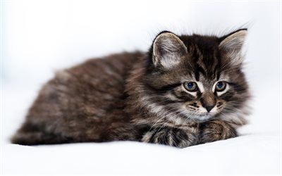 American Curl, kitten, little fluffy cat, cute animals, kitten on a white background, cats
