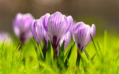 white and pink crocuses, spring, beautiful flowers, crocuses, spring flowers, pink crocuses