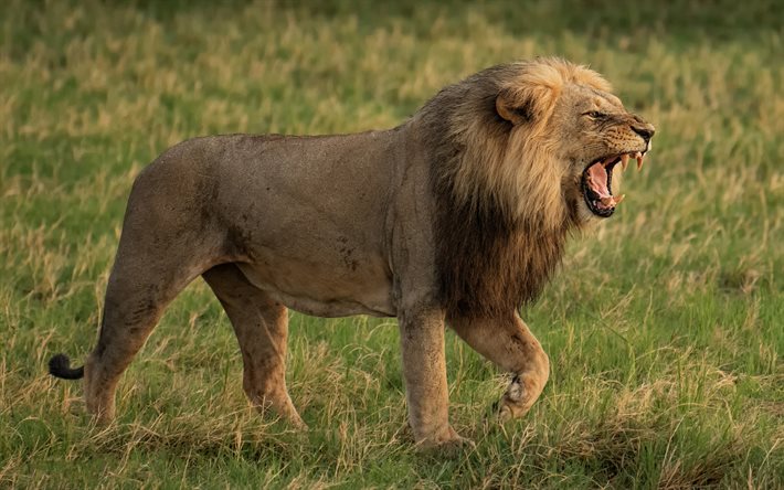 leijona, predator, vaarallisia el&#228;imi&#228;, wildlife, nuori leijona, vihre&#228; ruoho, lions