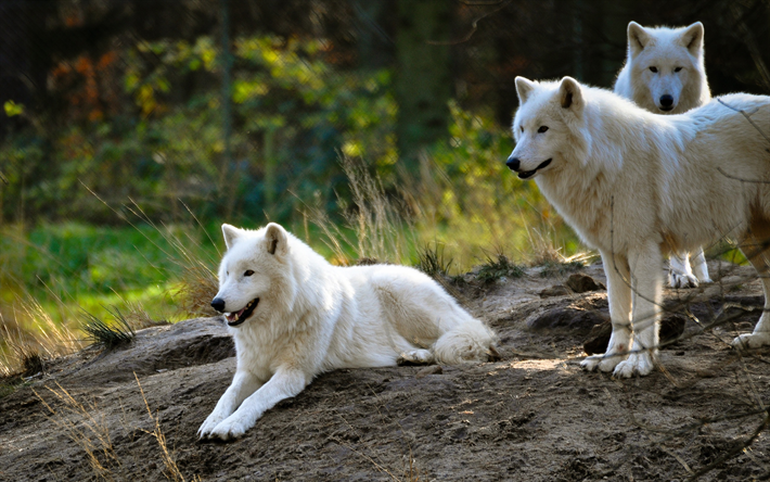 Polar wolf, flock, predators, dangerous animals, white wolves, summer, zoo